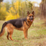 Efokeke | All breads of dog are available here. Come and get one as your pet