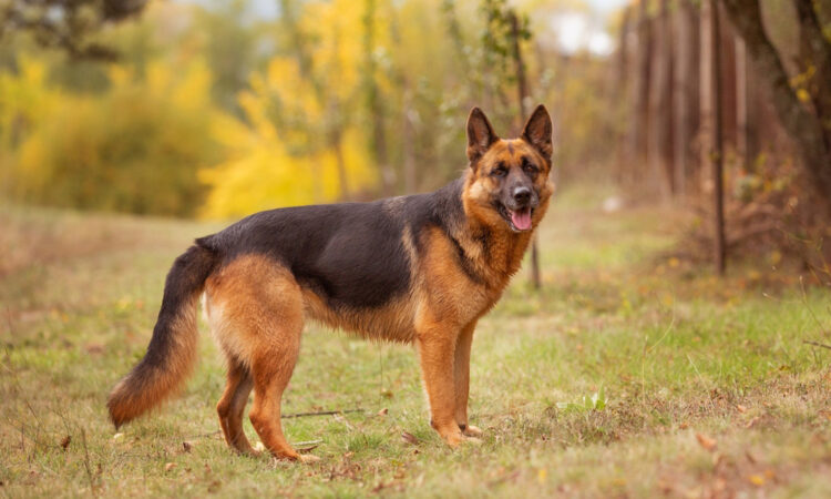 Efokeke | All breads of dog are available here. Come and get one as your pet