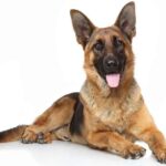 Efokeke | All breads of dog are available here. Come and get one as your pet