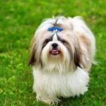 Efokeke | All breads of dog are available here. Come and get one as your pet