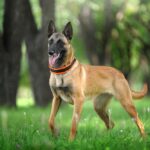 Efokeke | Do you need a dog as pet or for protection. Look no further. we have all kinds of dogs for sale