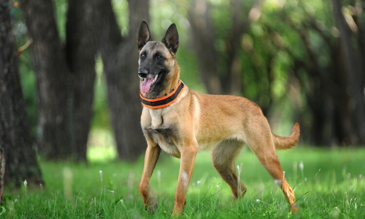 Efokeke | Do you need a dog as pet or for protection. Look no further. we have all kinds of dogs for sale