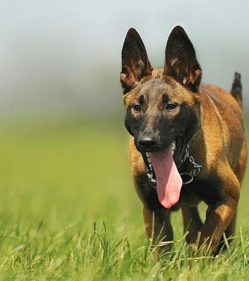 Efokeke|Do you need a dog as pet or for protection. Look no further. we have all kinds of dogs for sale